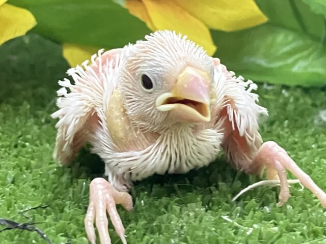 白文鳥