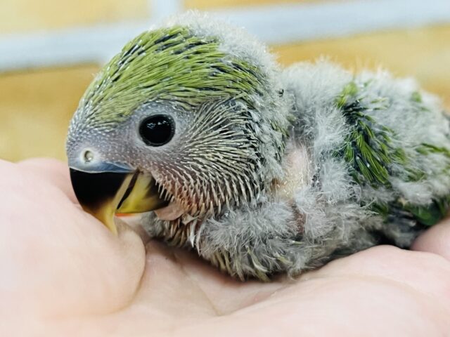 ほわっと💚ちびちび小桜インコ（ノーマル）の雛入舎しました〜✨