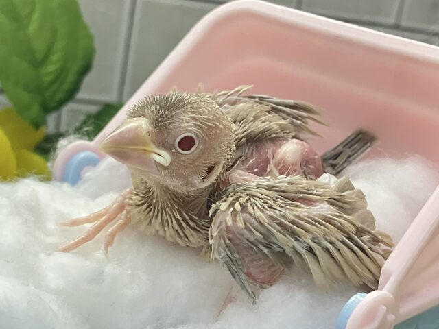 シナモン文鳥