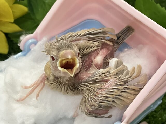 シナモン文鳥