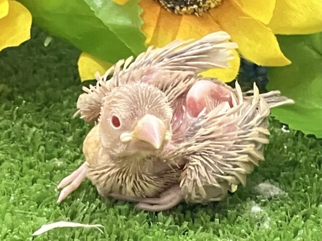 シナモン文鳥