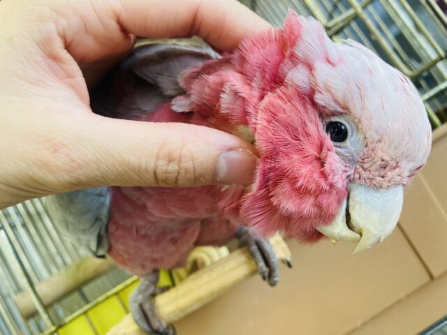 モモイロインコ