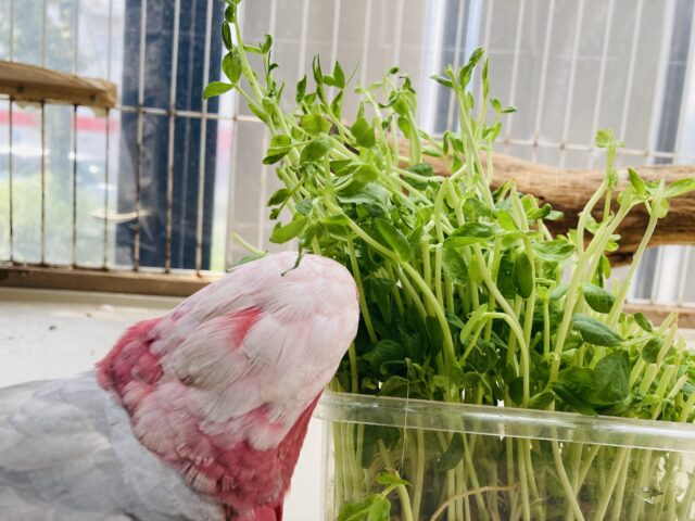 モモイロインコ