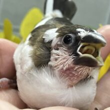 ✨最新画像✨チョコをちょこッとかけてネ♪　ジュウシマツ