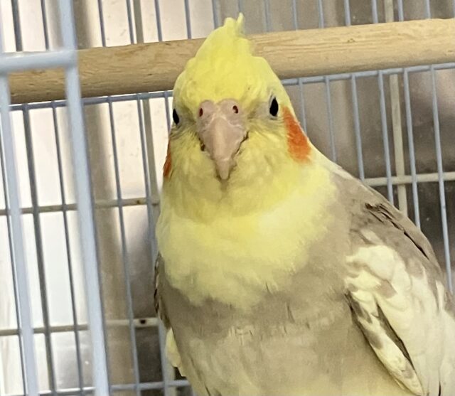 オカメインコ