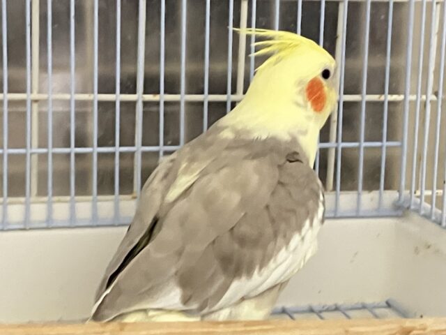 オカメインコ