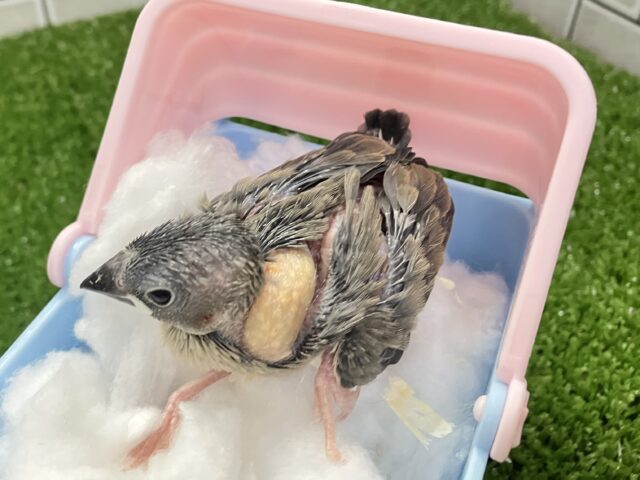 桜文鳥