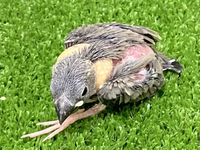 桜文鳥