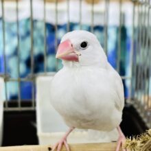 10/2カゴデビュー！パチクリピー🎶白文鳥です♡