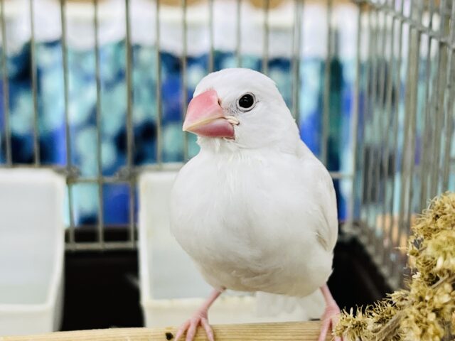 10/2カゴデビュー!パチクリピー🎶白文鳥です♡ 10/2カゴデビュー!パチクリピー🎶白文鳥です♡