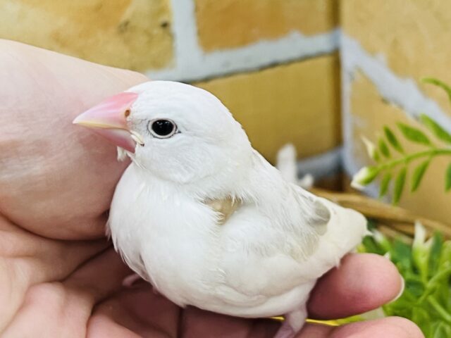 10/2カゴデビュー!パチクリピー🎶白文鳥です♡ 白文鳥