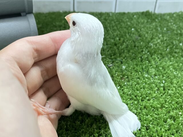 ✨最新画像✨白銀出身🏘️純白ましゅま〜ろ🤍⟡.*白文鳥(2025年8月生まれ) 白文鳥