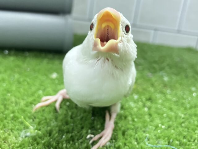 ✨最新画像✨白銀出身🏘️純白ましゅま〜ろ🤍⟡.*白文鳥(2025年8月生まれ) 白文鳥