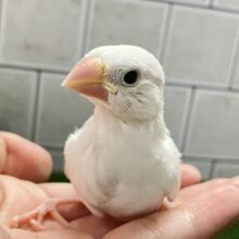 ✨最新画像✨白銀出身🏘️純白ましゅま〜ろ🤍⟡.*白文鳥(2025年8月生まれ)