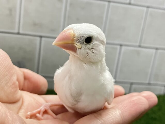✨最新画像✨白銀出身🏘️純白ましゅま〜ろ🤍⟡.*白文鳥(2025年8月生まれ) ✨最新画像✨白銀出身🏘️純白ましゅま〜ろ🤍⟡.*白文鳥(2025年8月生まれ)