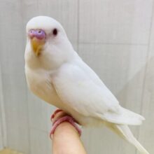 最新画像有ります❗️⛄️真っ白まるまる雪だるまのようなセキセイインコのアルビノちゃん❤️