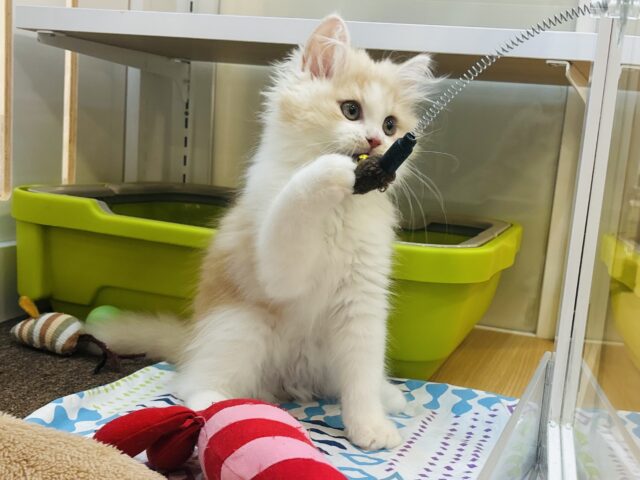 サイベリアン