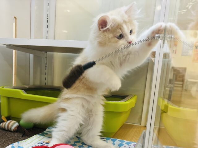 サイベリアン