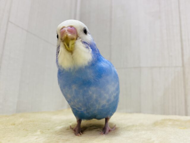 最新画像有ります⭐️青空をお届けしますっ☁️💙セキセイインコのスパングル💫