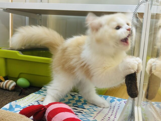 サイベリアン