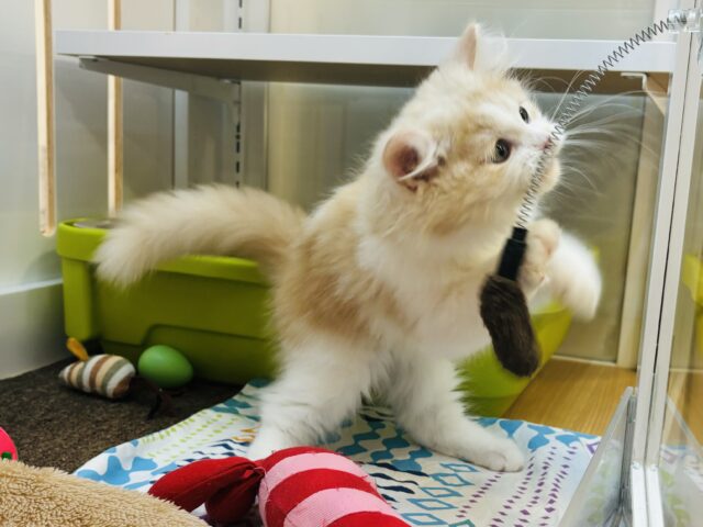 サイベリアン