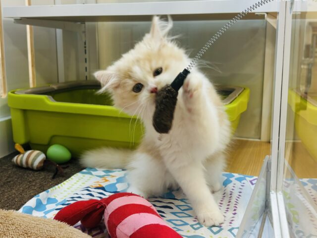 サイベリアン