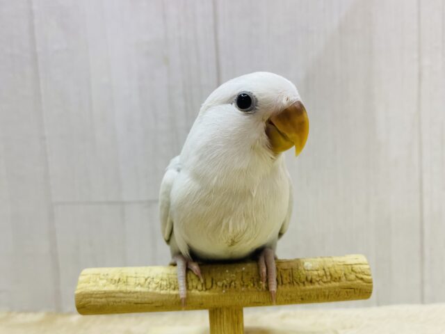 最新画像有ります❗️キュルキュルおめめで見つめちゃう🫶💕︎︎あわ〜いブルーの素敵なコザクラインコ❗️ コザクラインコ(小桜インコ)