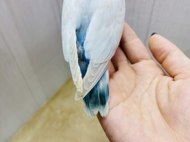 最新画像有ります❗️キュルキュルおめめで見つめちゃう🫶💕︎︎あわ〜いブルーの素敵なコザクラインコ❗️ コザクラインコ(小桜インコ)