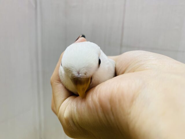 最新画像有ります❗️キュルキュルおめめで見つめちゃう🫶💕︎︎あわ〜いブルーの素敵なコザクラインコ❗️ コザクラインコ(小桜インコ)