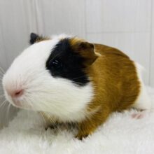 最新画像有ります❗️チラッと覗く視線がｷｬﾜ(*´ `*)♡ｲｲ🩷イングリッシュモルモット‼️