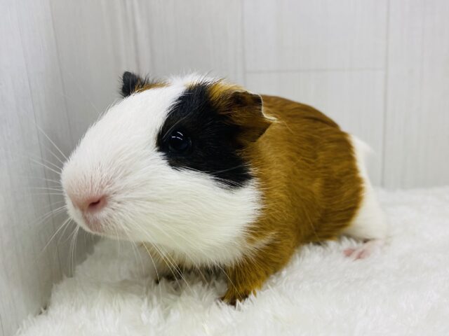 最新画像有ります❗️チラッと覗く視線がｷｬﾜ(*´ `*)♡ｲｲ🩷イングリッシュモルモット‼️