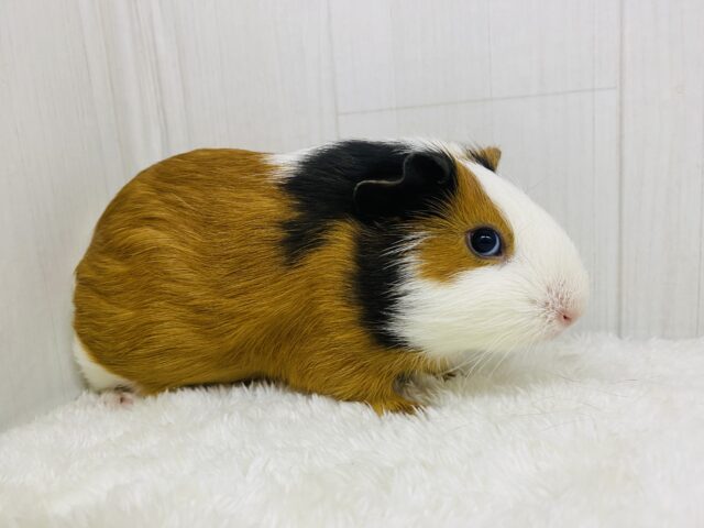 イングリッシュモルモット