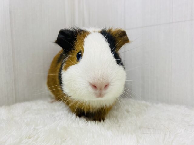 イングリッシュモルモット