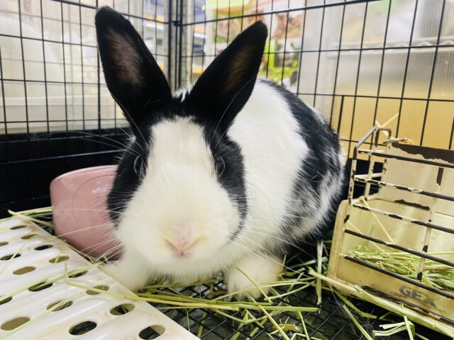 ドワーフホト