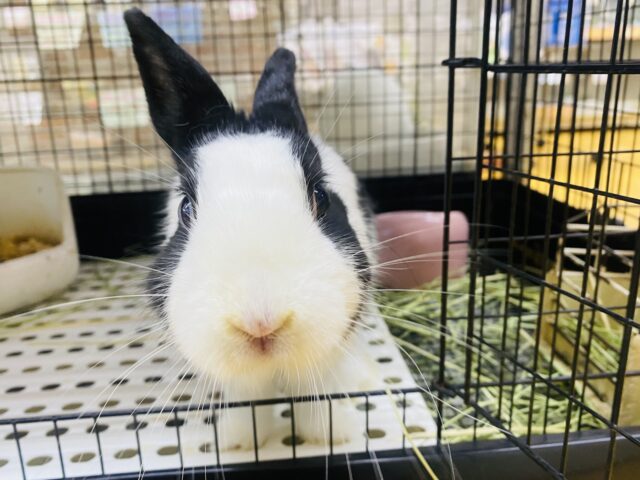 ドワーフホト