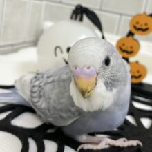 アッシュが輝く✨️🩶シックSmile💯◎セキセイインコ(グレースパングル/2025年8月下旬生まれ)
