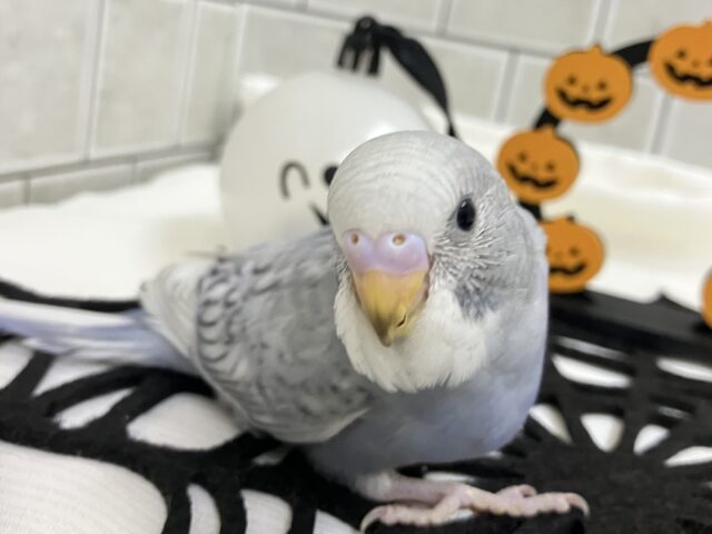 アッシュが輝く✨️🩶シックSmile💯◎セキセイインコ(グレースパングル/2025年8月下旬生まれ)