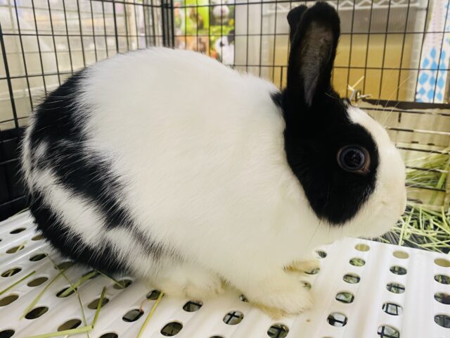 ドワーフホト