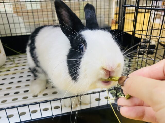 ドワーフホト