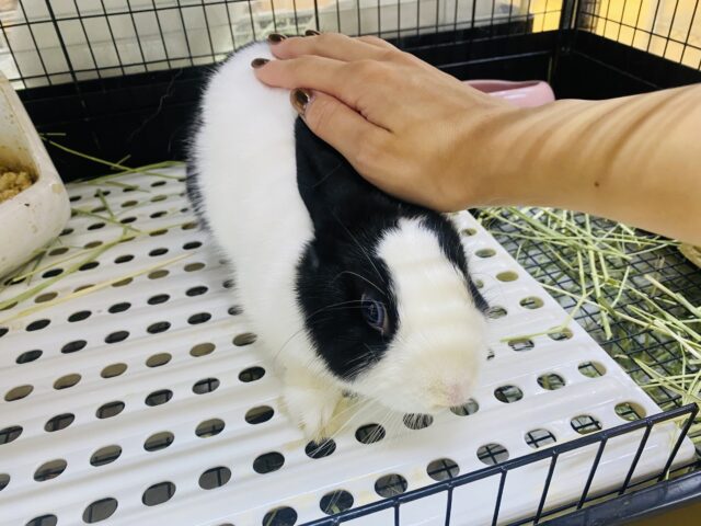 ドワーフホト