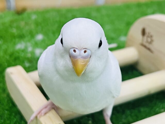 10/8更新☆真っ白ちゃん♡黒目セキセイインコのダブルファクター セキセイインコ