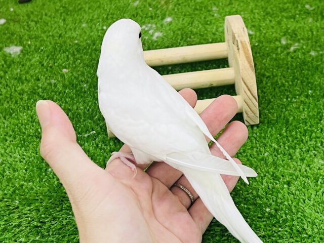 10/8更新☆真っ白ちゃん♡黒目セキセイインコのダブルファクター セキセイインコ