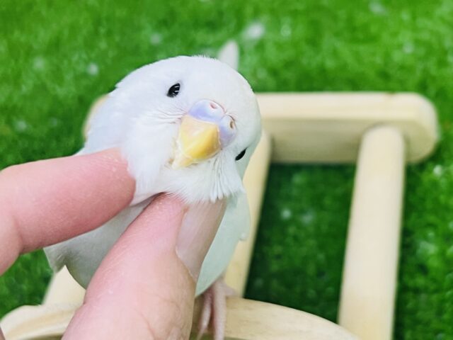 10/8更新☆真っ白ちゃん♡黒目セキセイインコのダブルファクター セキセイインコ