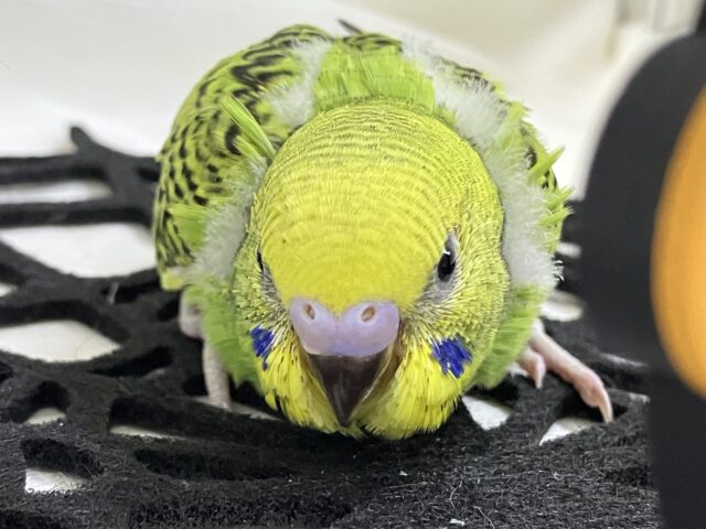 木漏れ日サンサン☀️⟡.·小さき若葉🌱❕セキセイインコ(グリーンオパーリン/2025年8月下旬生まれ)