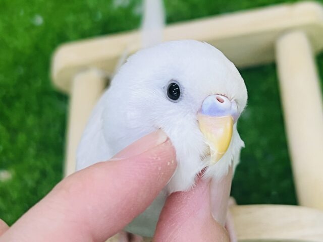 10/8更新☆真っ白ちゃん♡黒目セキセイインコのダブルファクター セキセイインコ