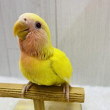 最新画像有ります！！太陽サンサン☀️明るさ全開❗️コザクラインコのルチノー💛