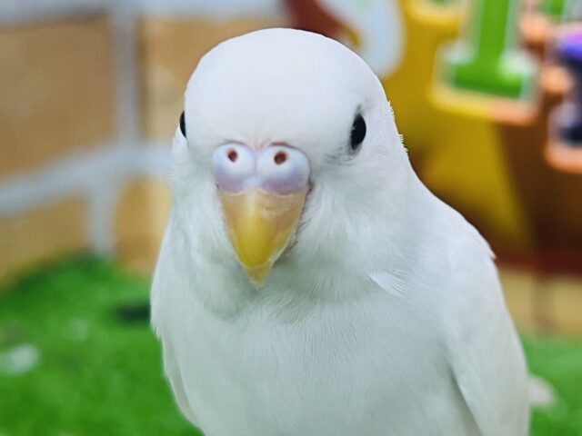 10/8更新☆真っ白ちゃん♡黒目セキセイインコのダブルファクター 10/8更新☆真っ白ちゃん♡黒目セキセイインコのダブルファクター