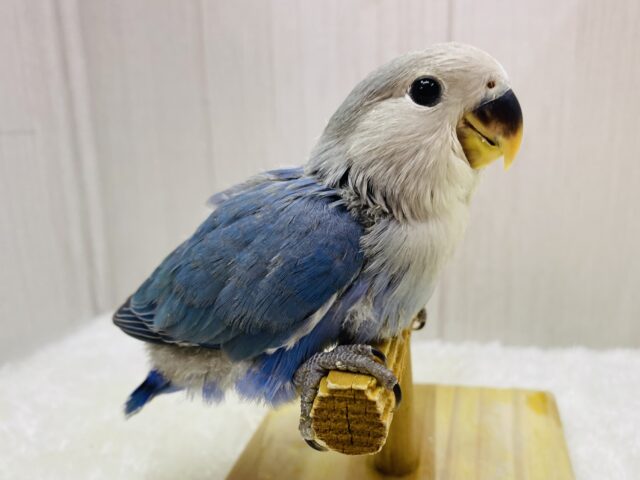 最新画像有ります⭐️ﾜﾀﾜﾀ~ෆ˚*まるでペンギンさん🐧💙コザクラインコのブルーチェリー！！