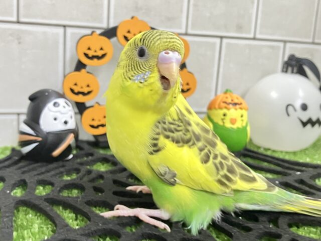 ✨最新画像✨ド派手に柄ガラ❕(^_-)-⭐️セキセイインコ