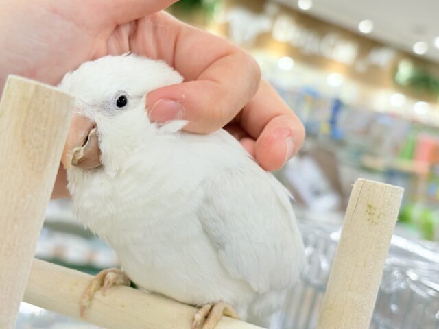 オキナインコ